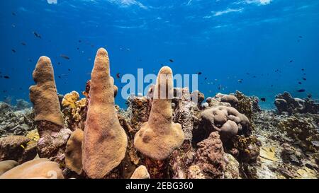 Seascape in Korallenriff der Karibik, Curacao mit Pillar Coral und Schwamm Stockfoto