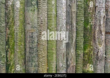 Alte hausgemachte traditionelle Zaun in der Landschaft. Rustikaler runder Holzstrickzaun, aus dünnem Rundholz. Gealterte runde Holzzaunstruktur Stockfoto