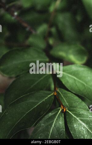 Vertikale Nahaufnahme von grünen Blättern Stockfoto