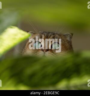 Scottish Fold Katze mit grünen Augen umgeben von grünen Blättern. Stockfoto