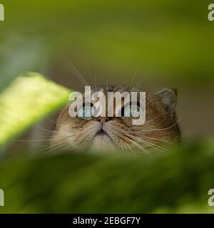 Scottish Fold Katze mit grünen Augen umgeben von grünen Blättern. Stockfoto
