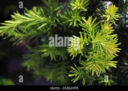 Hintergrundmakro einer Nadel auf einer Hicks Yew Stockfoto