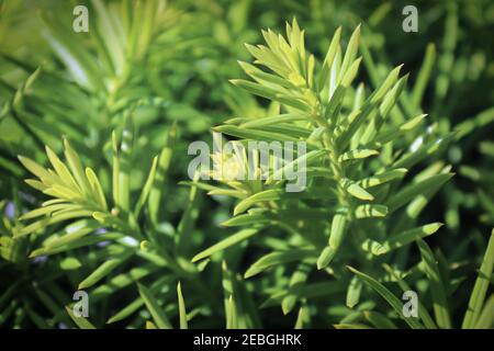 Hintergrundmakro einer Nadel auf einer Hicks Yew Stockfoto