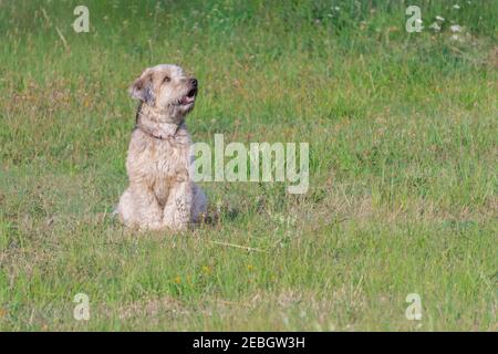 Irish weich beschichtete wheaten terrier Blick nach oben auf Gras der Wiese Hintergrund. Weich beschichtete Wheaten Terrier geöffnet Mund sitzt auf grünem Gras in su Stockfoto