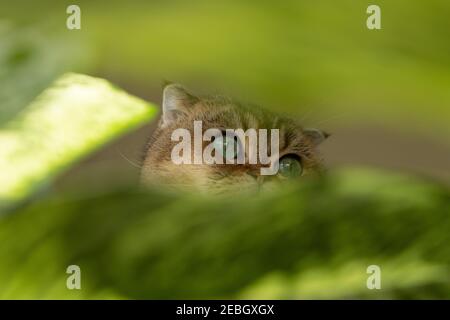 Scottish Fold Katze mit grünen Augen umgeben von grünen Blättern. Stockfoto