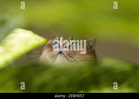 Scottish Fold Katze mit grünen Augen umgeben von grünen Blättern. Stockfoto