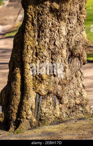 Knorrige Eiche, die allmählich einen alten Zaun umgeben hat, in einem lokalen Park erschossen. Stockfoto