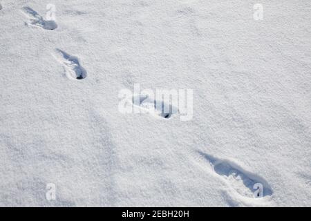 Fußspuren im Schnee, gefrorener See. Stockfoto