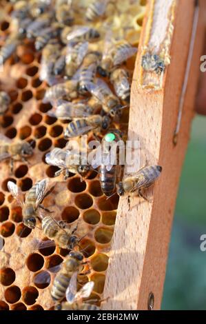 Buckfast Königin Biene mit grünen Punkt für das Jahr markiert 2019 im Bienenstock mit ihren Carnica Mischlinien Honigbiene Töchter Stockfoto