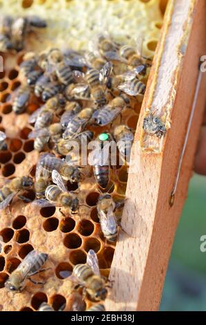 Buckfast Königin Biene mit grünen Punkt für das Jahr markiert 2019 im Bienenstock mit ihren Carnica Mischlinien Honigbiene Töchter Stockfoto