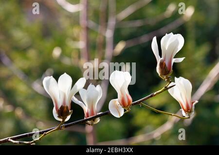 Große weiße Magnolien Knospen blühen auf einem anmutigen Zweig im frühen Frühlingssonnen vor einem weichen Hintergrund Nahaufnahme. Speicherplatz kopieren. Stockfoto
