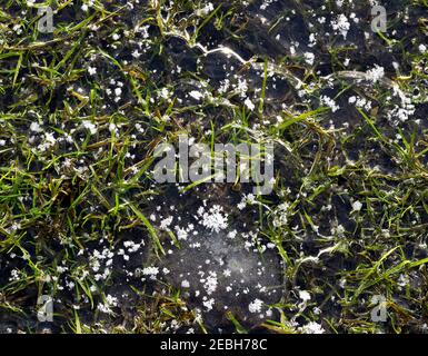 Dünnes Eisschild auf Gras Stockfoto