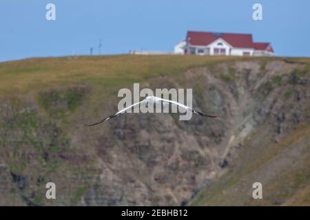 Northern Gannet fliegt am Cape St. Mary's Neufundland, Interpretationszentrum im Hintergrund Stockfoto