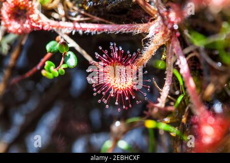 Rundblättriger Sonnentau oder gewöhnlicher Sonnentau (Drosera rotundifolia) fleischfressende Pflanze, Neufundland Kanada Stockfoto