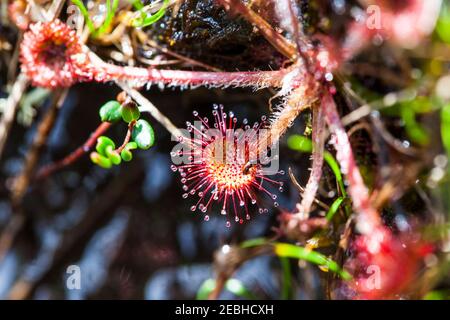 Rundblättriger Sonnentau oder gewöhnlicher Sonnentau (Drosera rotundifolia) fleischfressende Pflanze, Neufundland Kanada Stockfoto