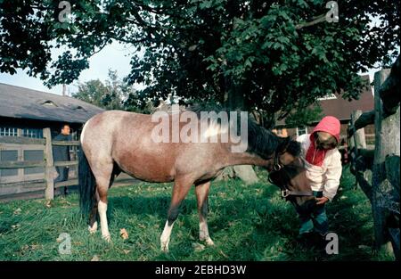 Wochenende in Newport, Rhode Island: Caroline Kennedy (CBK), John F. Kennedy, Jr. (JFK Jr.), und andere Kinder mit Hunden und Pferden, Hammersmith Farm. Caroline Kennedy füttert ihr Pony, Macaroni, auf der Hammersmith Farm in Newport, Rhode Island. Stockfoto