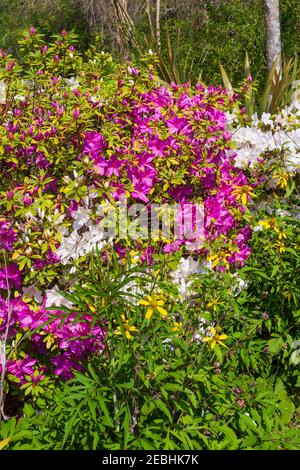 Azaleen und Grünkopfblüten im Mercer Arboretum in Spring, Texas. Stockfoto