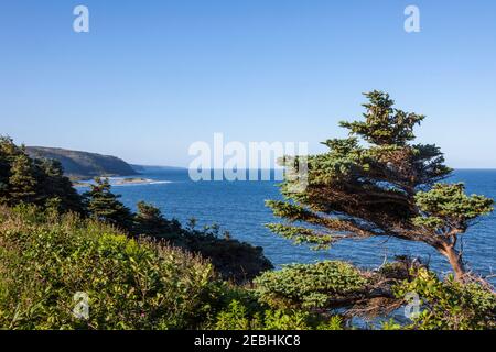 Vegetation, Küste und Meer entlang des Highway 100, Neufundland, Kanada Stockfoto