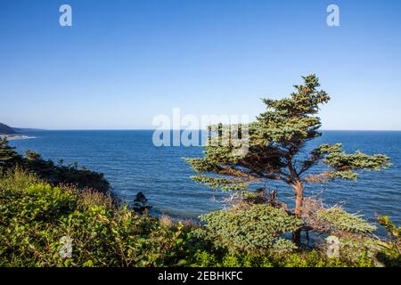 Vegetation, Küste und Meer entlang des Highway 100, Neufundland, Kanada Stockfoto