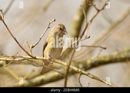 Rotkreuzschnabel weiblich (Loxia curvirostra) in einem Aschenbaum im Winter thront. Kent, England, Großbritannien. Stockfoto