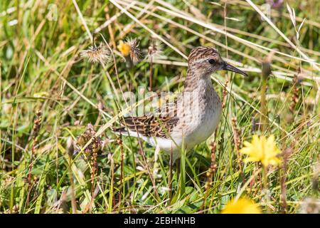 Mindestens sandpiper (Calidris minutilla) Kleinster shorebird, versteckt im Gras am Cape St. Mary's Neufundland, Kanada Stockfoto