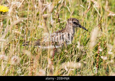 Mindestens sandpiper (Calidris minutilla) Kleinster shorebird, versteckt im Gras am Cape St. Mary's Neufundland, Kanada Stockfoto