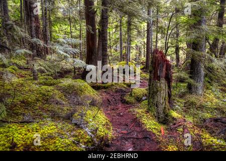 Mystischer Blick auf den Trail im Regenwald Stockfoto