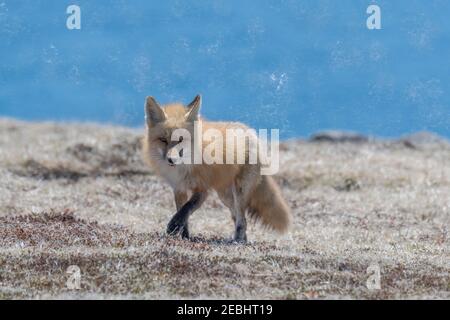 Red Fox erwachsene Frau zurück in ihre Höhle Cape St. Mary's, Neufundland Stockfoto