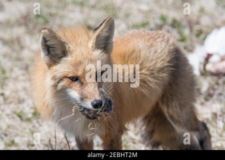 Red Fox weiblichen eine Ratte, die sie in ihren Mund Cape St. Mary's, Neufundland gefangen Stockfoto