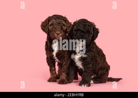 Zwei niedliche braune Labradoodle Welpen Hunde sitzen zusammen Blick auf Die Kamera auf einem rosa Hintergrund Stockfoto