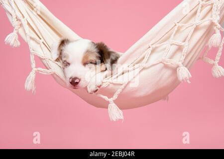 Cute Grenze Collie Welpen schlafen in einer Hängematte auf ein Rosa Hintergrund Stockfoto