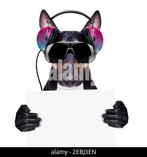 DJ Bull Terrier Hund spielt Musik in einem Club mit Disco-Ball , isoliert auf weißem Hintergrund, macht ein Selfie Stockfoto