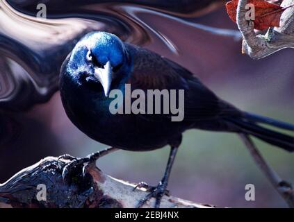 Dies ist ein Bild von einer abgehackten Amsel... sieht aus, als hätte er Edgar Allen Poe einmal gekannt. Stockfoto