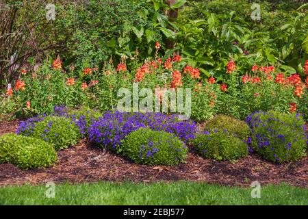 Gartenszene mit Snapdragons, California Mohn und Edging Lobelia, im Mercer Arboretum und im Botanischen Garten in Spring, Texas. Stockfoto