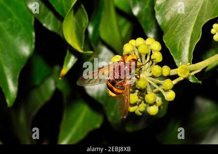 Schwebefliege Fütterung auf blühende Efeu (Hedera Helix) Pflanze.Somerset. England.Vereinigtes Königreich Stockfoto