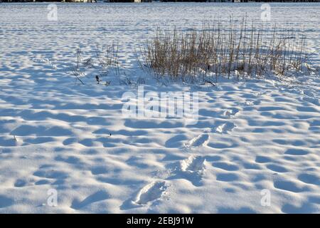 Fußabdrücke in einem verschneiten Niederlande Feld führt zu einem einsamen schilfbett Stockfoto