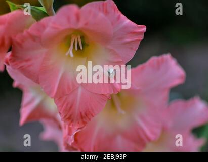 Krabbenspinne / Thomisidae / Thomisus spectabilis Phylum - Arthropoda Auf einer schönen Blume Stockfoto