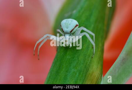 Krabbenspinne / Thomisidae / Thomisus spectabilis Phylum - Arthropoda auf dem grünen Blatt. Stockfoto