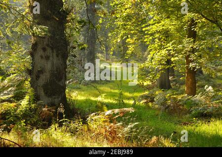 A late summer day with backlit leaves, trees and bracken in a mixed woodland in Southern England Stockfoto