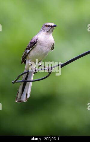 Northern Mockingbird auf Hinterhof Feeder in Spring, Texas. Stockfoto