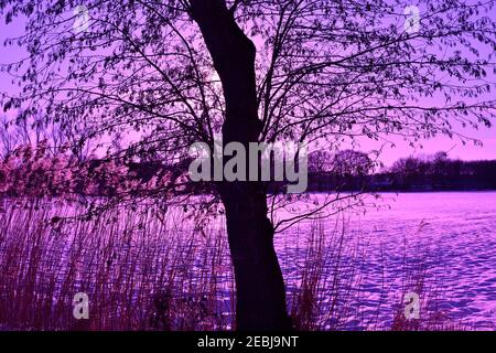 Sonnenuntergang im Wald mit Bäumen, die von einem Veilchen umsäumt werden Himmel Stockfoto