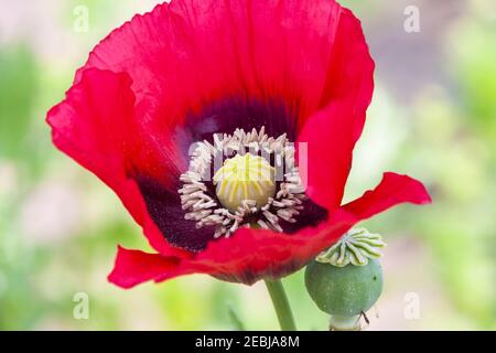 Orientalischer Mohn im Mercer Arboretum in Spring, Texas. Stockfoto