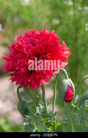 Orientalischer Mohn im Mercer Arboretum in Spring, Texas. Stockfoto