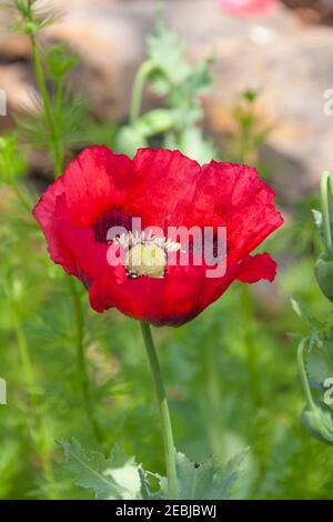 Orientalischer Mohn im Mercer Arboretum in Spring, Texas. Stockfoto