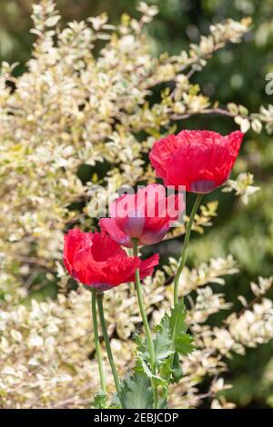 Orientalischer Mohn im Mercer Arboretum in Spring, Texas. Stockfoto