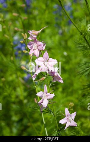 Rocket Larkspur, Consolida ajacas 'QIS MIX', im Mercer Arboretum in Spring, Texas. Stockfoto