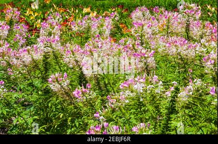 Spinnenblume, Cleome spinosa, im Garten in Alvin, Texas. Stockfoto