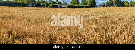 Atemberaubender Panoramablick auf goldreife Roggenohren, sonniges Sommerfeld vor der Ernte, Erntezeit. Schwedische Hütten im Hintergrund. Erntezeit, A Stockfoto