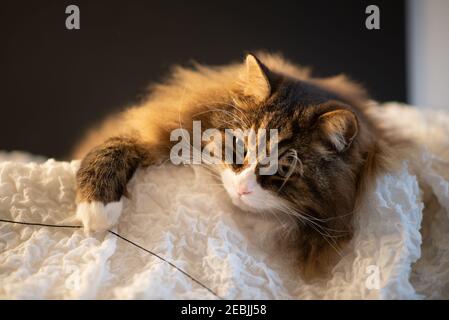 Schöne Katze in seinem Korb spielt mit einem Faden. Gefühl der Gelassenheit Stockfoto