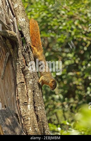 Red-bellied Coast Squirrel (Paraxerus palliatus) Erwachsener klettert auf Baumstamm St Lucia, Südafrika November Stockfoto